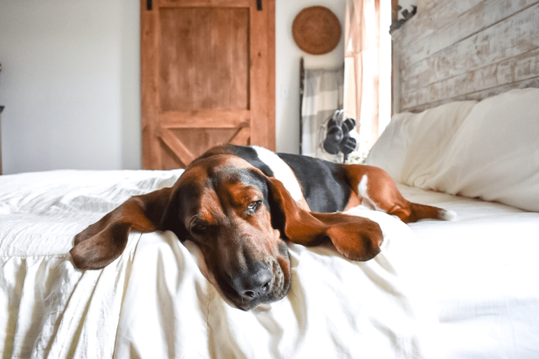 Basset hound outlet sheet set